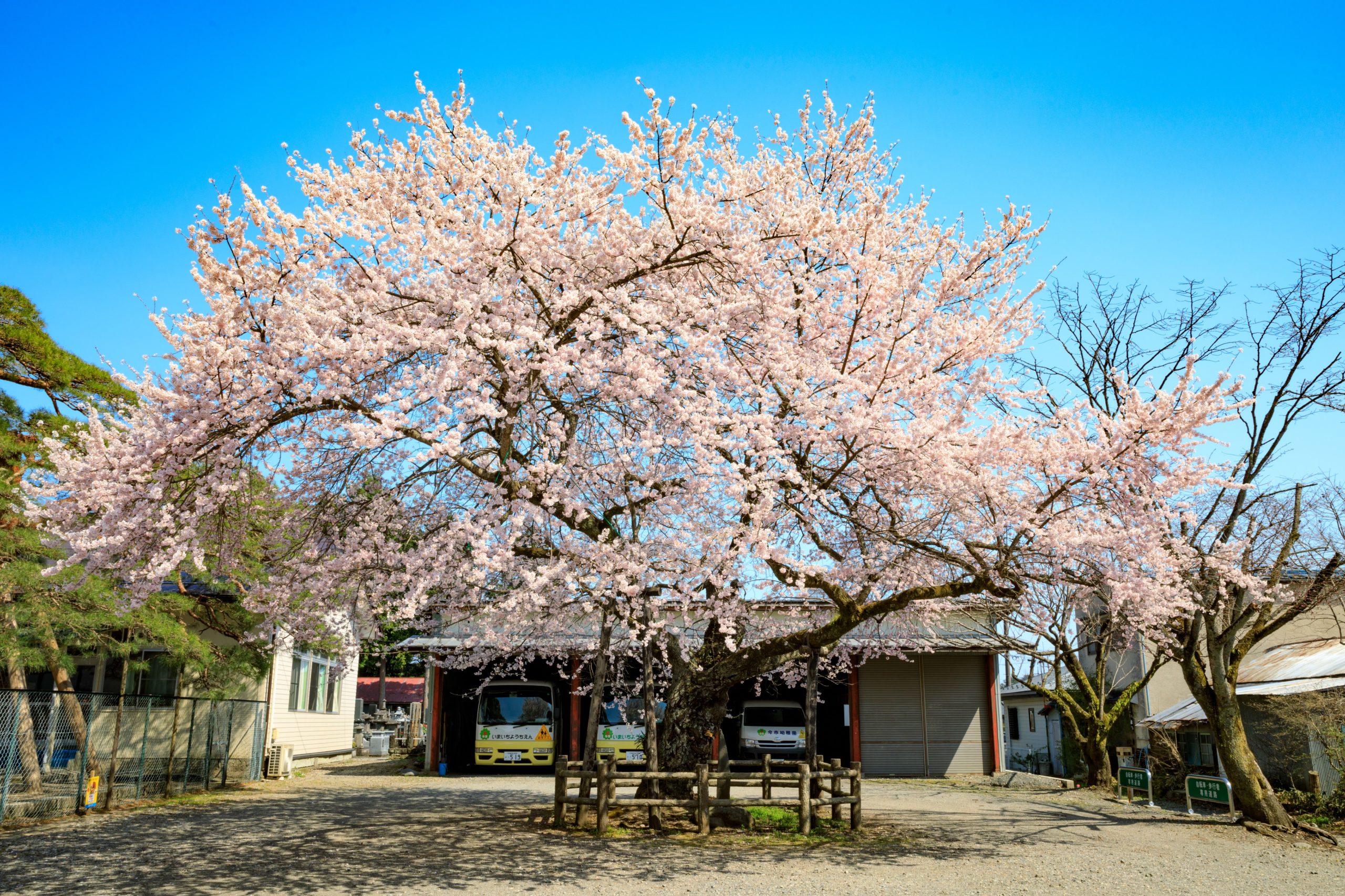 如来寺の桜