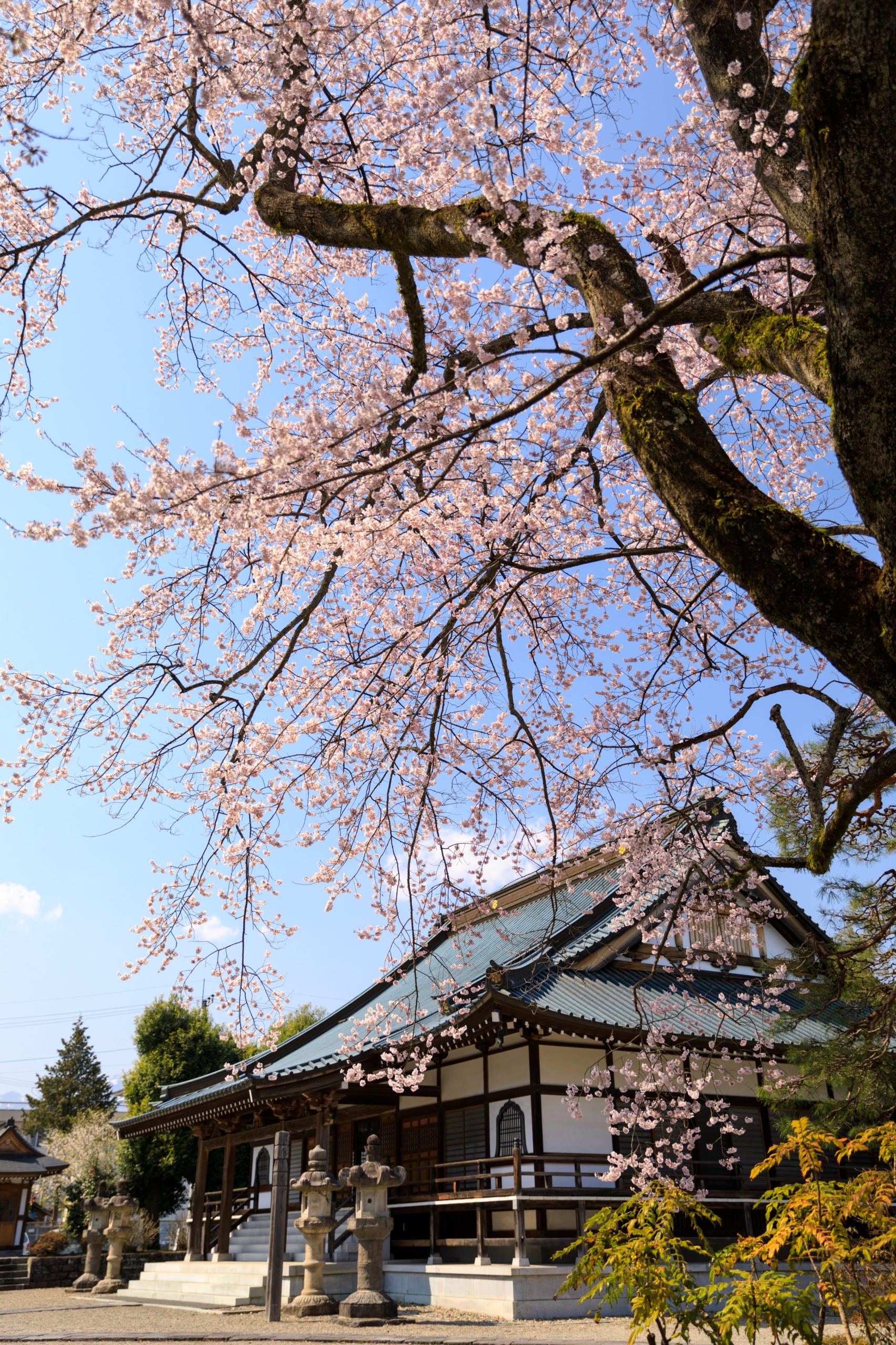 如来寺の桜