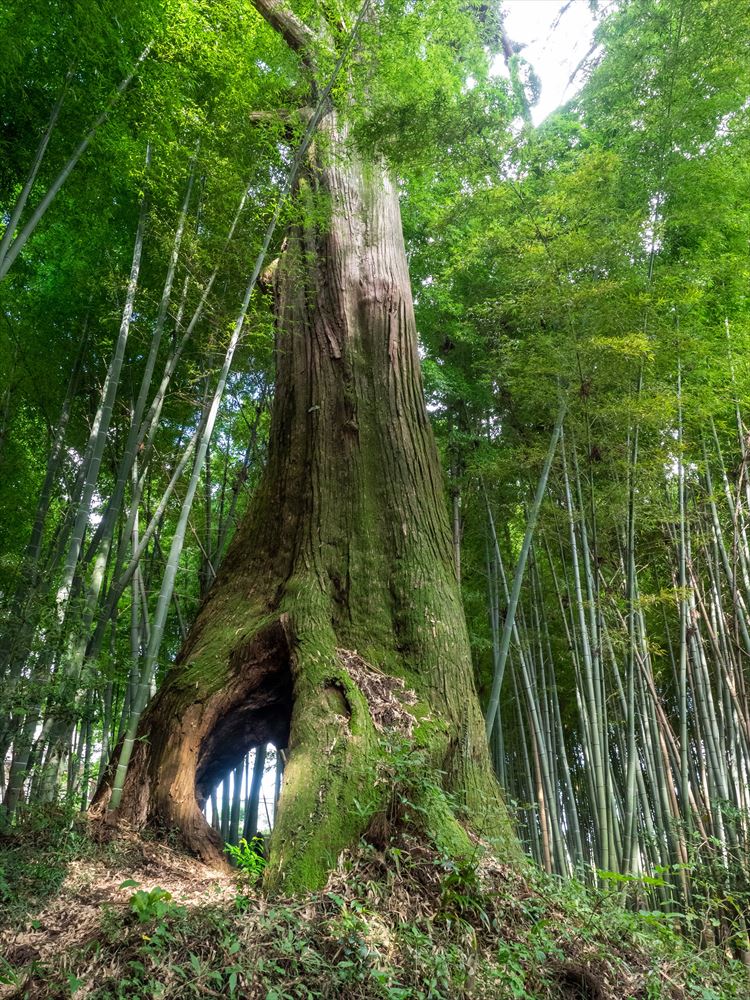 七本桜の一里塚