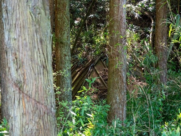 倒壊してしまった竹林の中の薬師堂