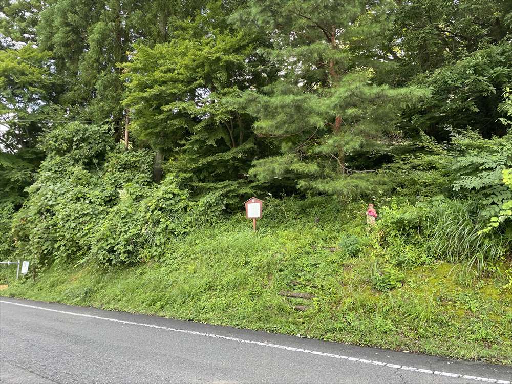 藤原の一里塚？（弾除けの松）