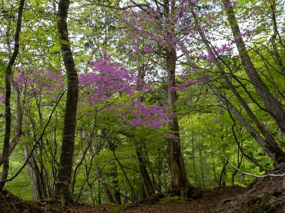 トウゴクミツバツツジが満開な塩原道